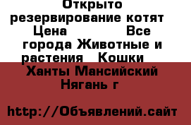 Открыто резервирование котят › Цена ­ 15 000 - Все города Животные и растения » Кошки   . Ханты-Мансийский,Нягань г.